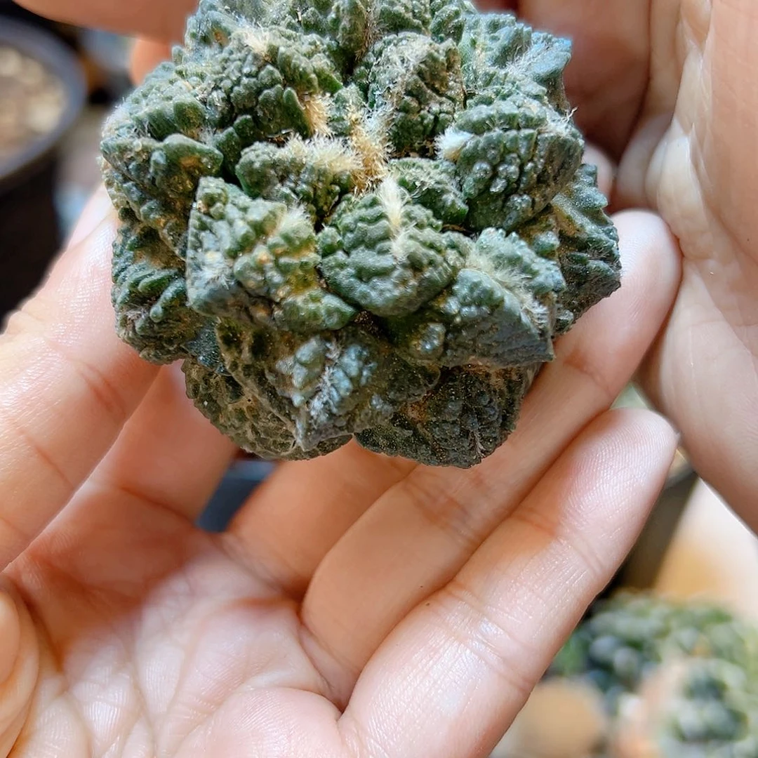 晚40号自根龟甲牡丹5.7公分