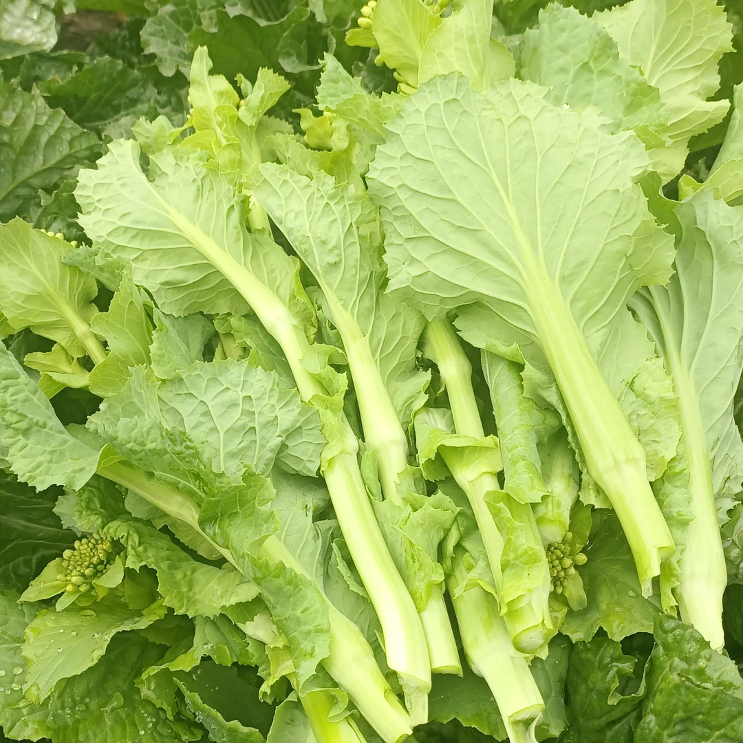 贵州农家白菜苔3斤起包邮