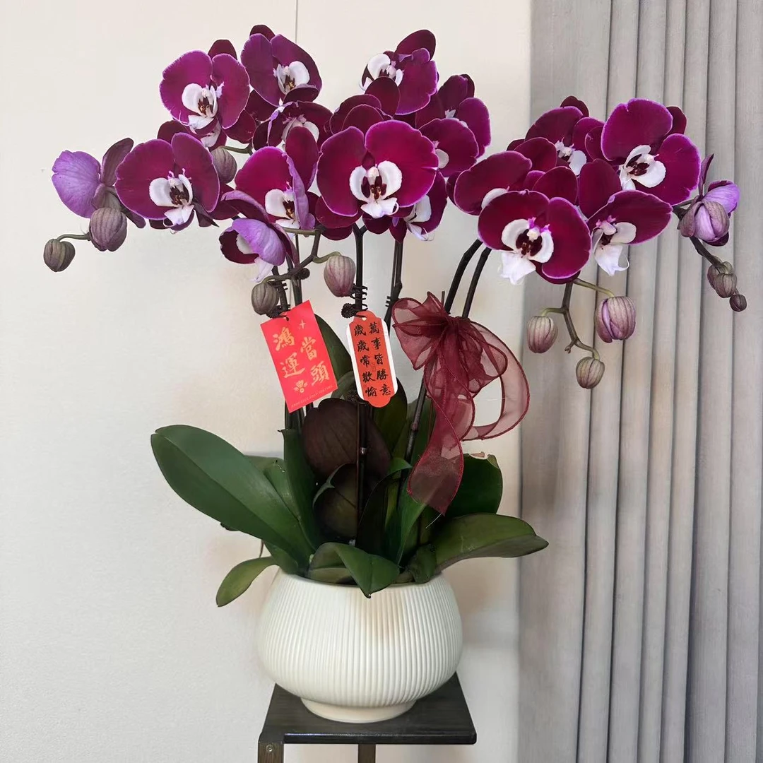 【米歇尔】精品蝴蝶兰 紫色花型 室内精品观赏 真花