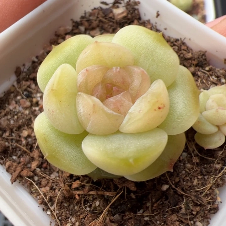 b13 精品糖心系列，一物一拍，尺寸不大介意勿拍