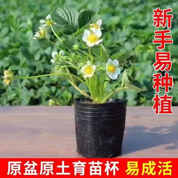 （6盆包邮）草莓苗四季阳台盆栽红颜牛奶草莓秧苗种苗南北方当年结