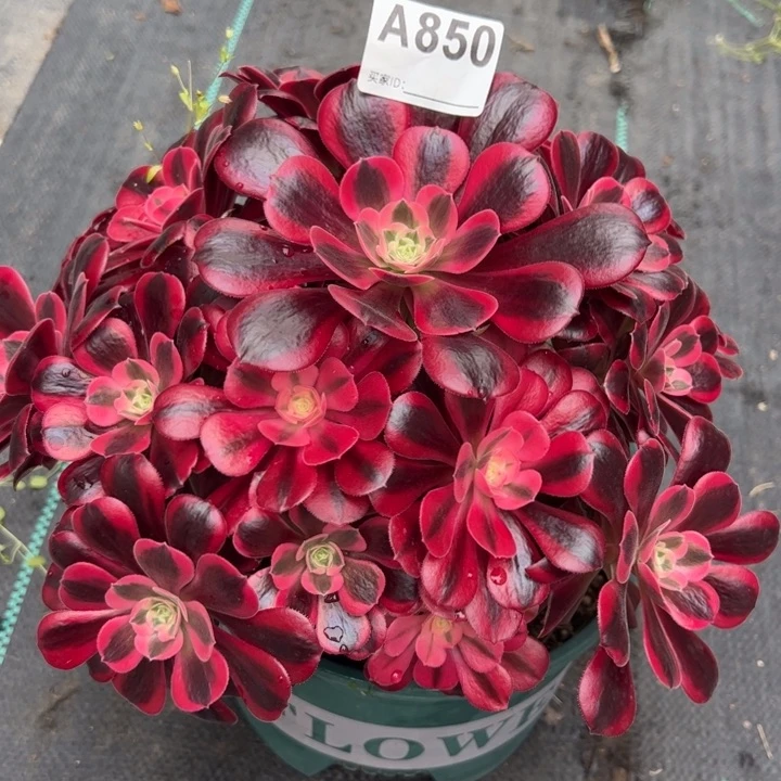 850美杜莎25厘米左右