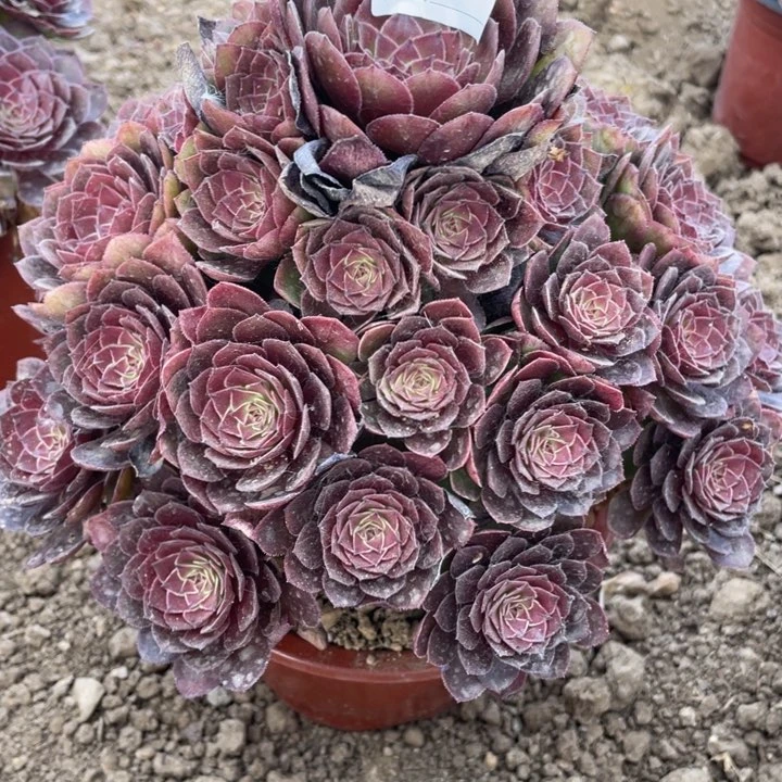 190多肉植物红魔植物