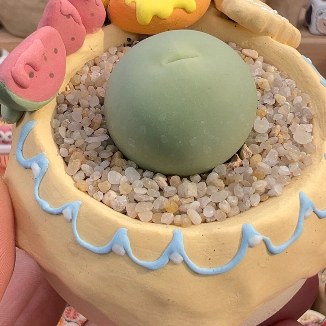 多肉植物实付9.9元包邮16号