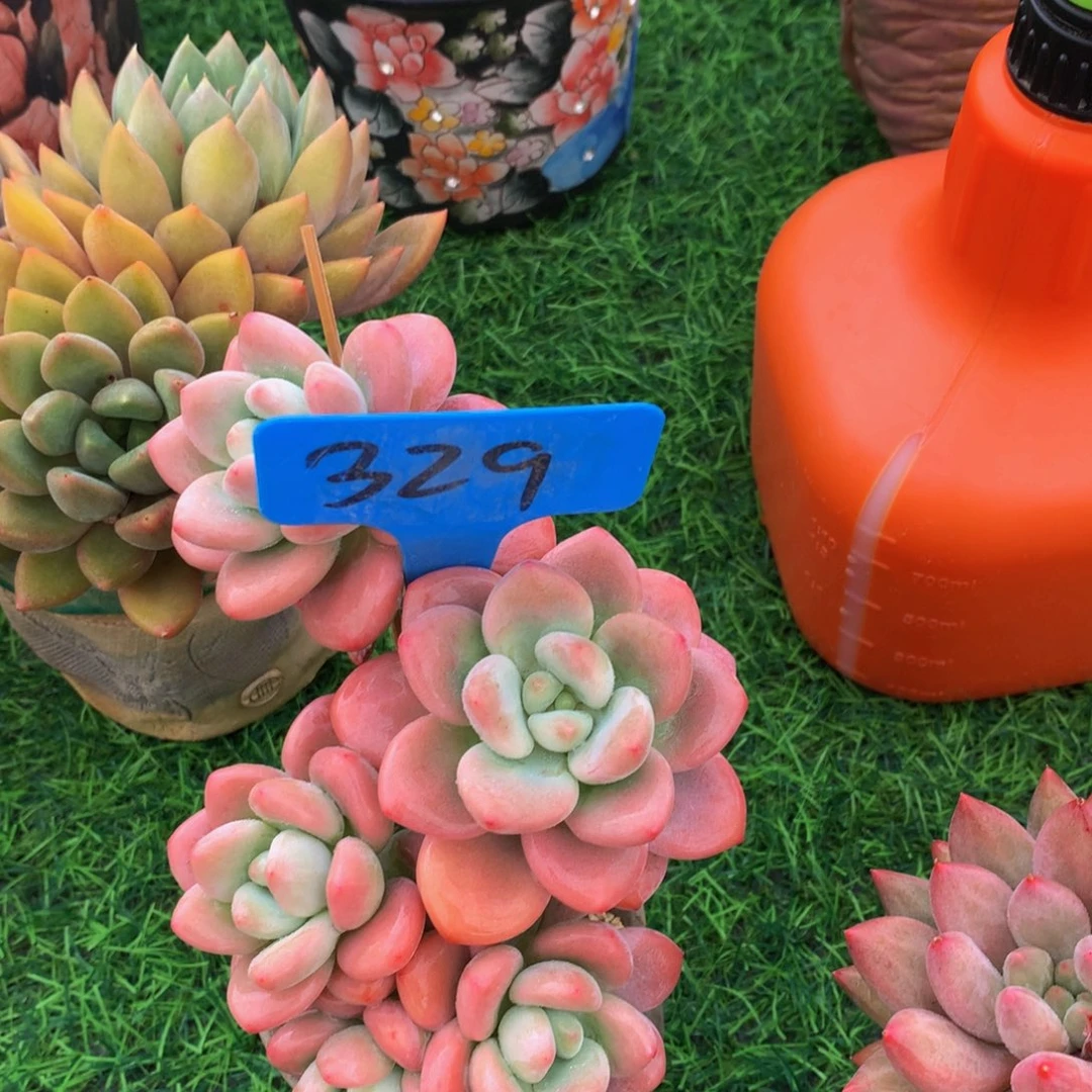 拉****店红洛神读肉口植物662