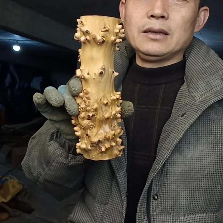 稳定木正**向贵州檬子木   铁马鞭   根艺  半成品