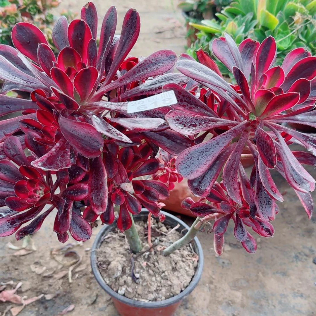 香奶奶多肉618满20包邮断枝不包