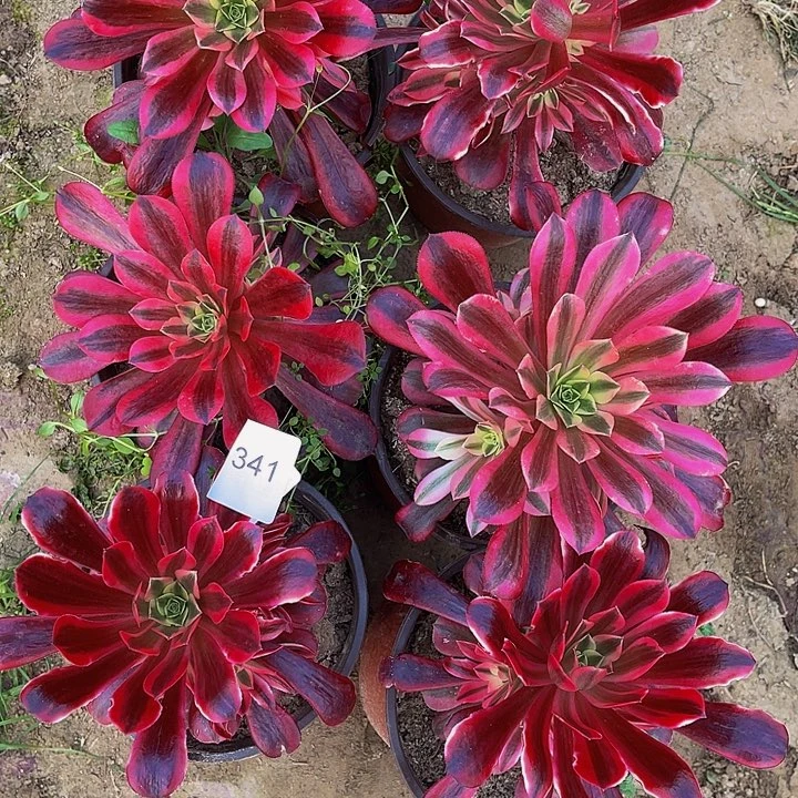 往**风法师进锦多肉组合341