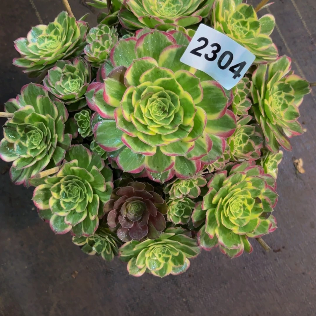 紫***02304多肉植物不知名
