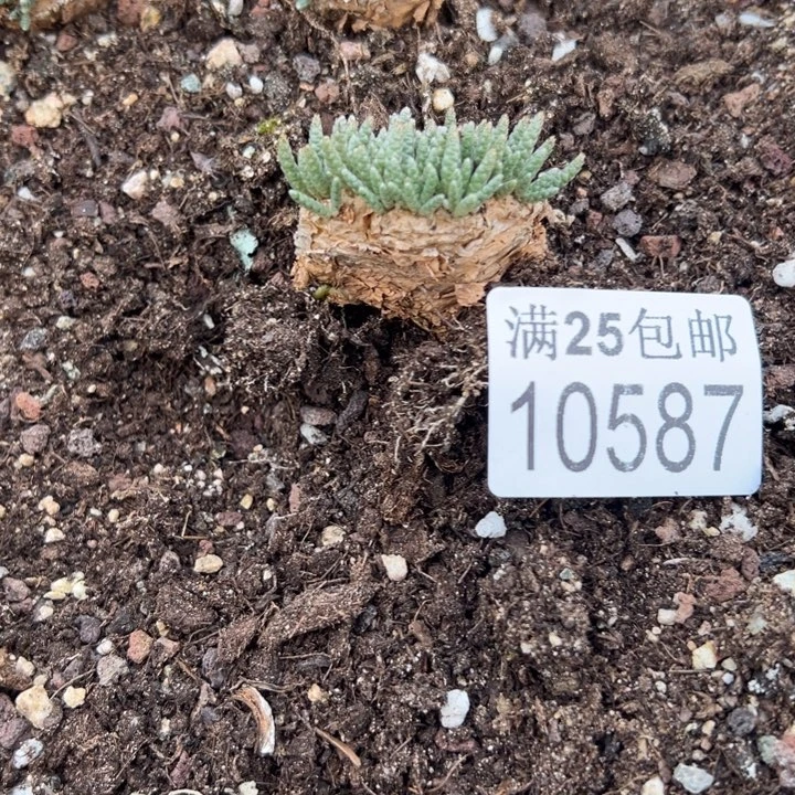 红花587，一物一拍