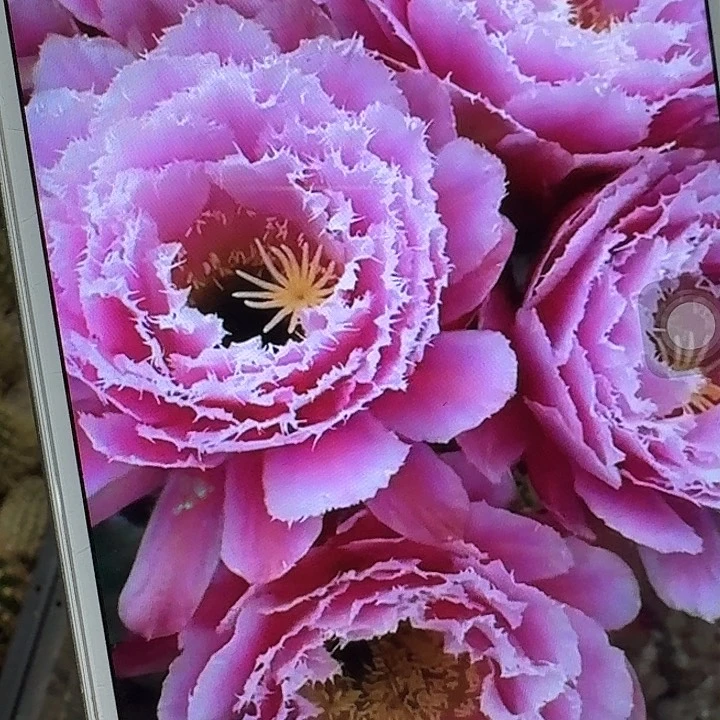 芸儿侧芽5公分毛花柱