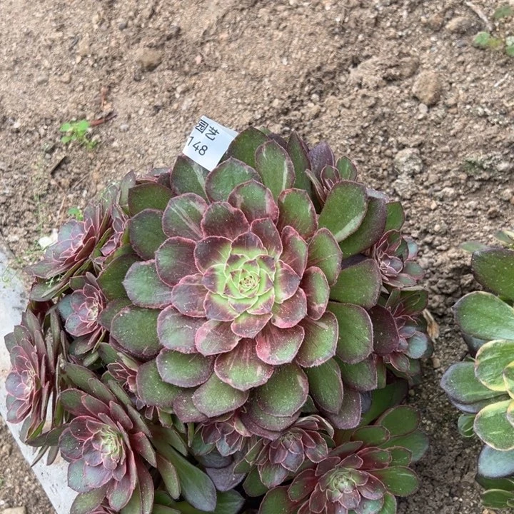 美**姿万圣节石化拉丝锦多肉植物148