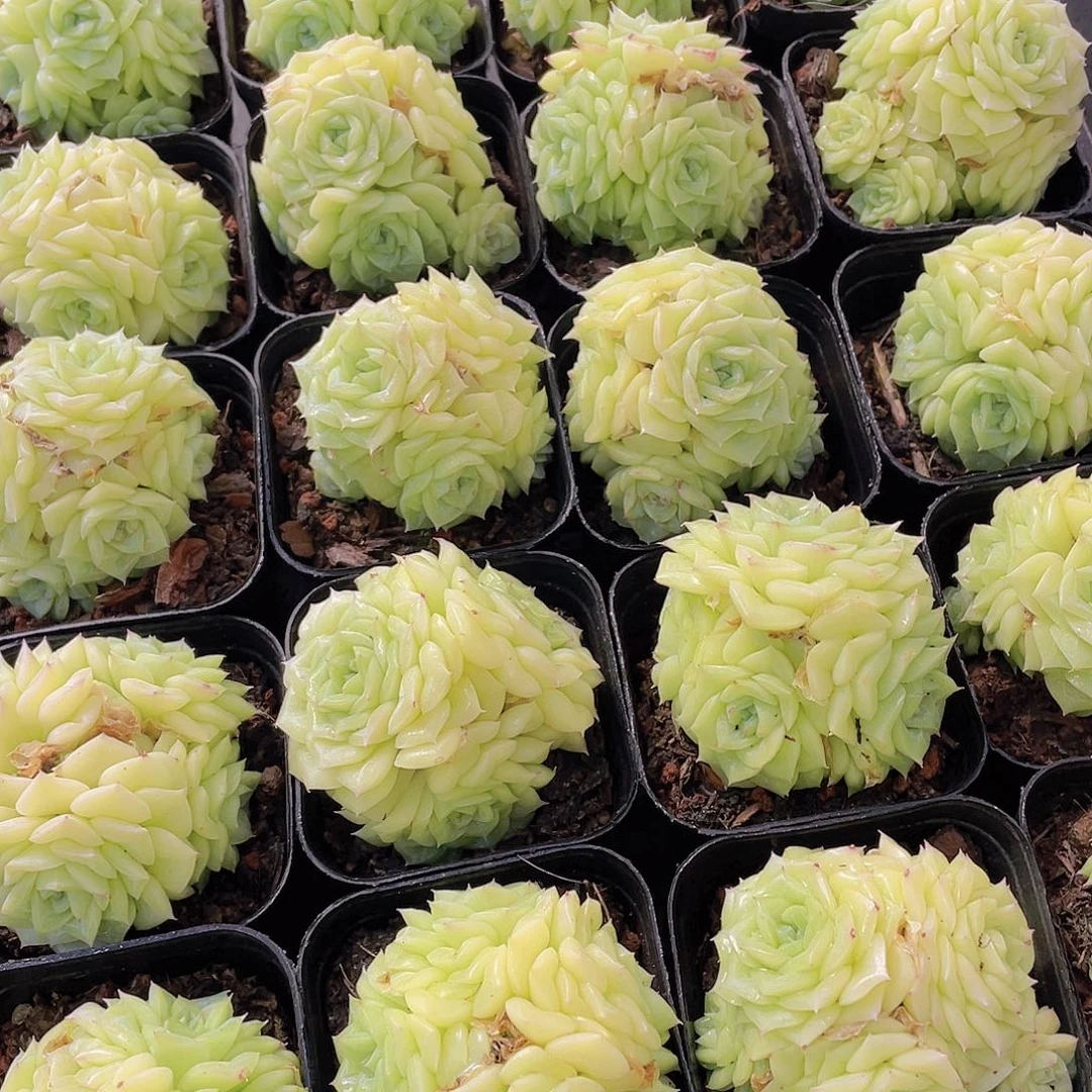 量拍142号 白天鹅麦秆群生一个