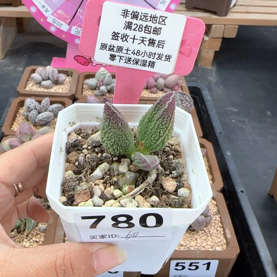 780胖伍多肉植物