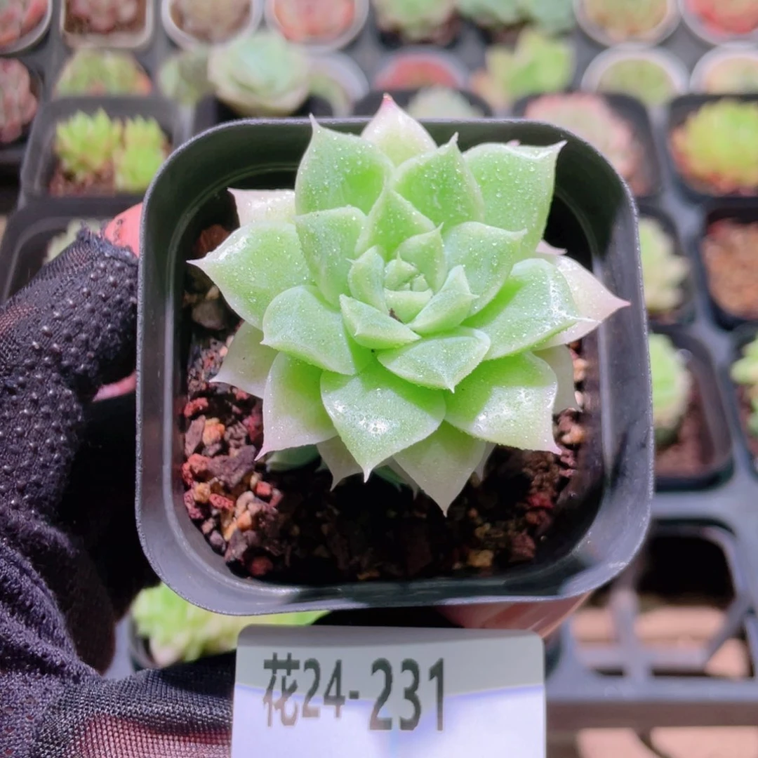 花利美24-231麦秆