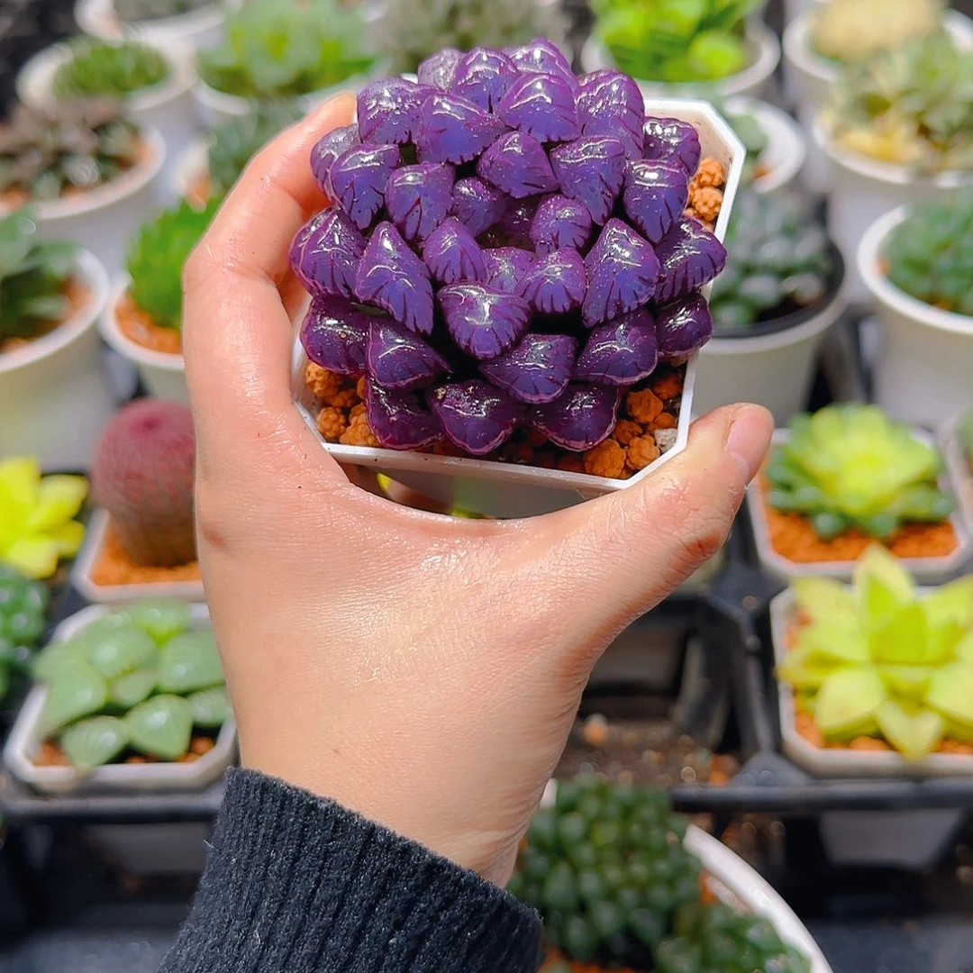 紫宝石冰灯玉露，原盆，人工上色