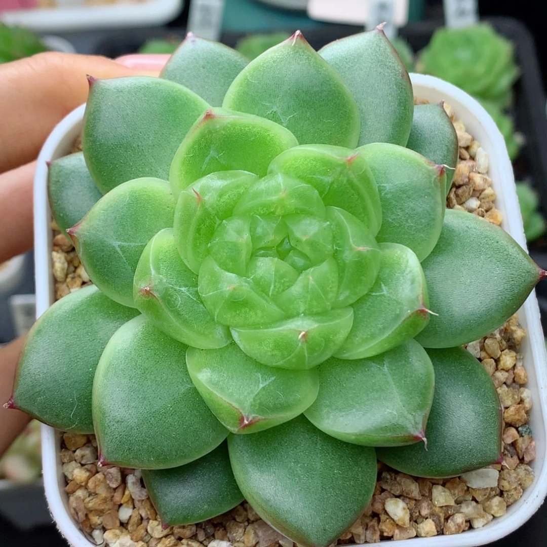 58包邮  群生不包整22