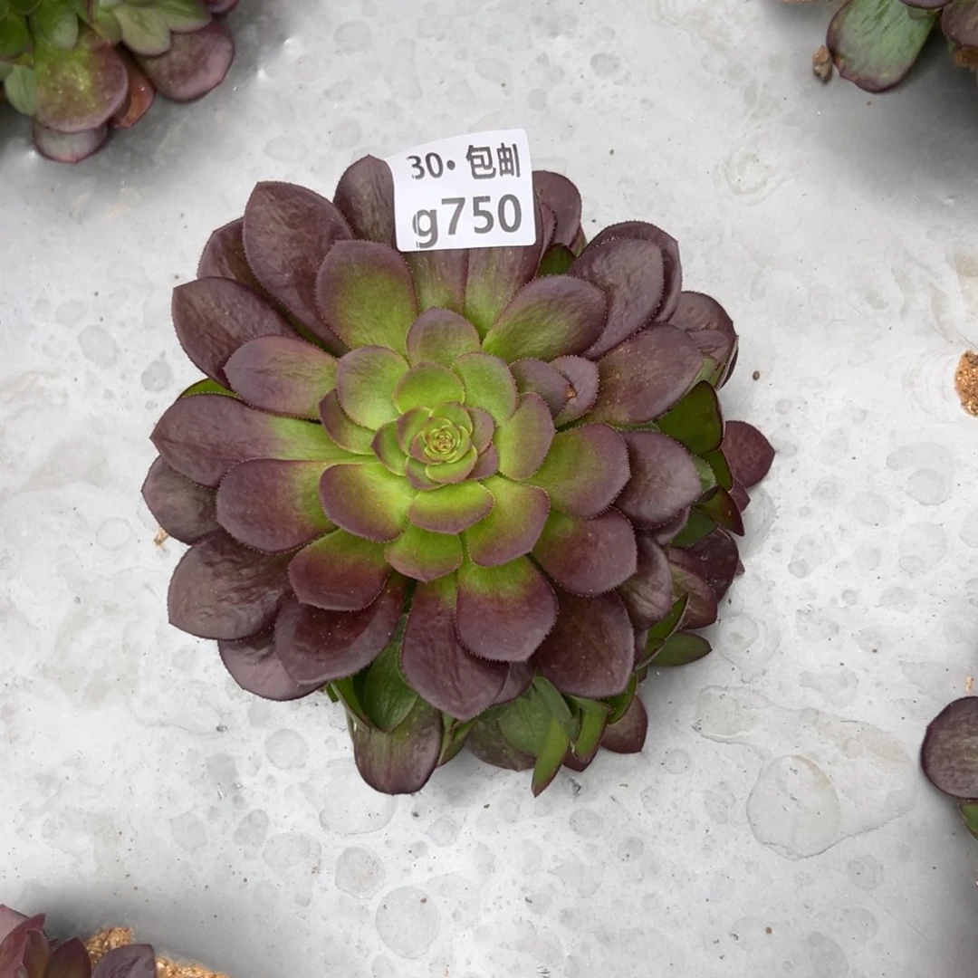 750雨荷多肉法师