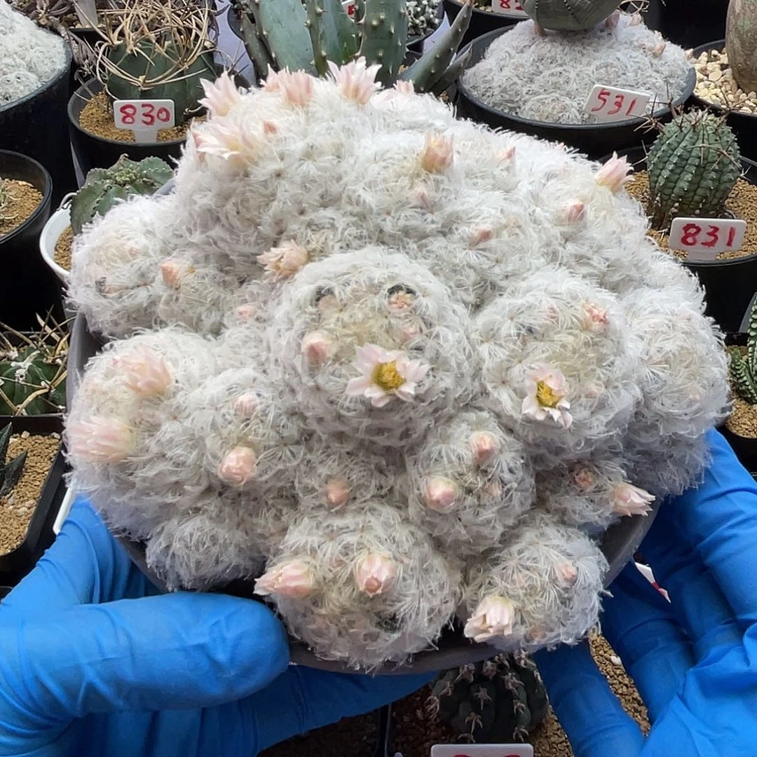 实生日系高绒羽毛佛头白星