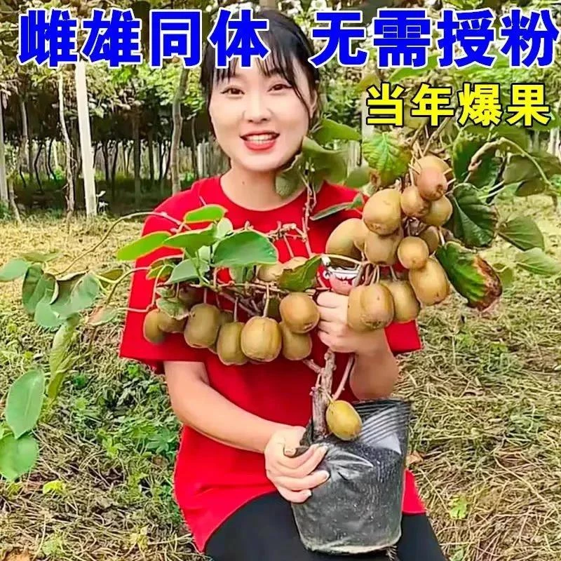 猕猴桃树果苗红心软枣徐香弥猴桃苗公母同株南方北方奇异果猕猴苗