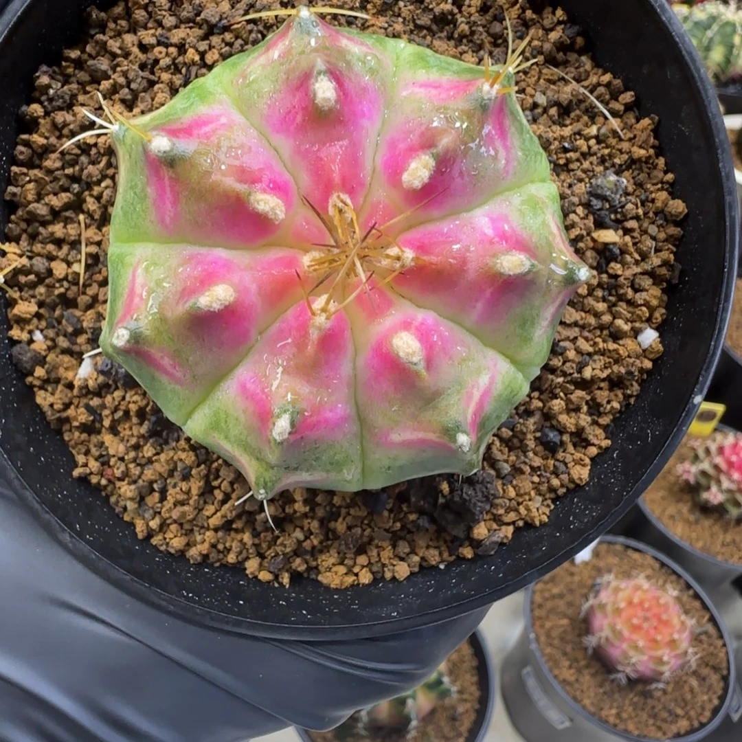 花***俊泰系实生轮回福利价