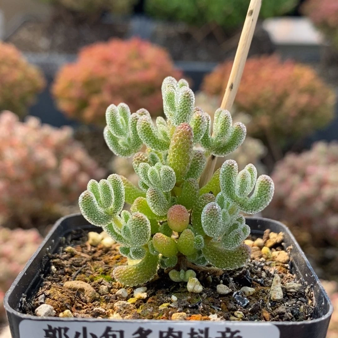 优选冰晶6729枝干番杏