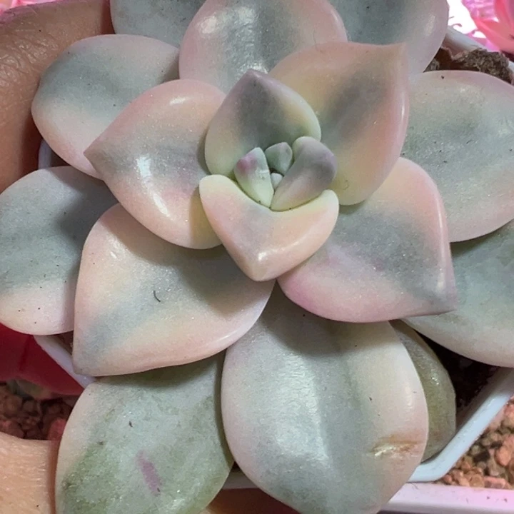 紫了锦多肉植物多肉植物