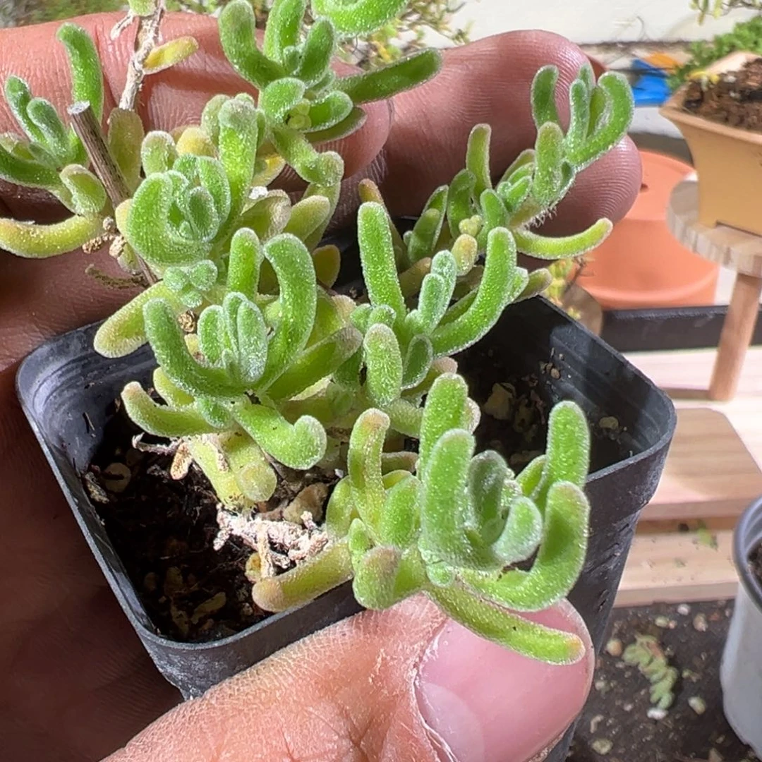 橙叶拉丝锦55杯老桩福利