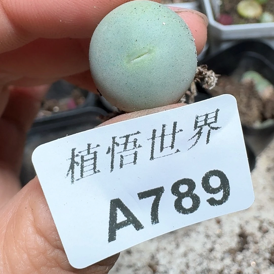 789盒多肉植物哇d c