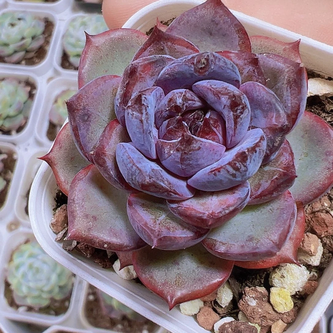 小黑橙19包邮多肉