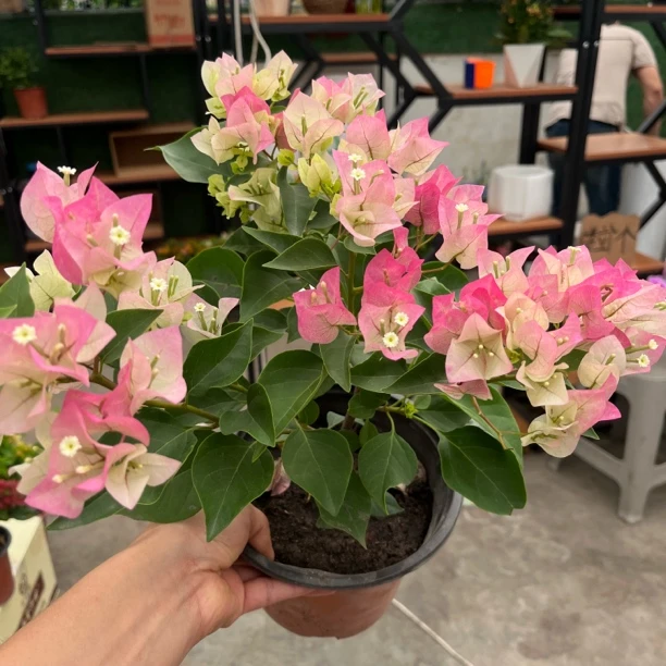 新疆包邮！三角梅绿樱，耐旱喜光