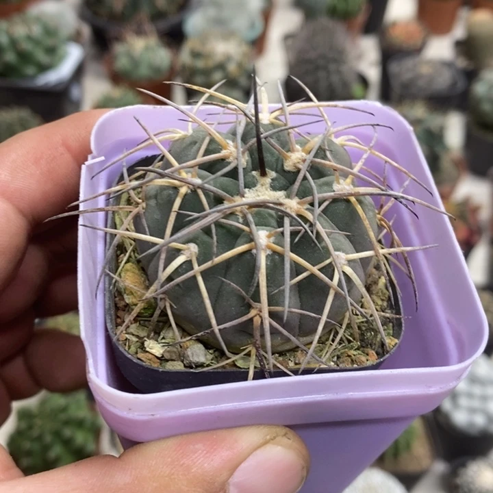 实生天平特价福利