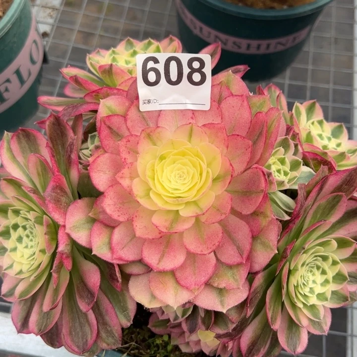 608玉资20厘米左右