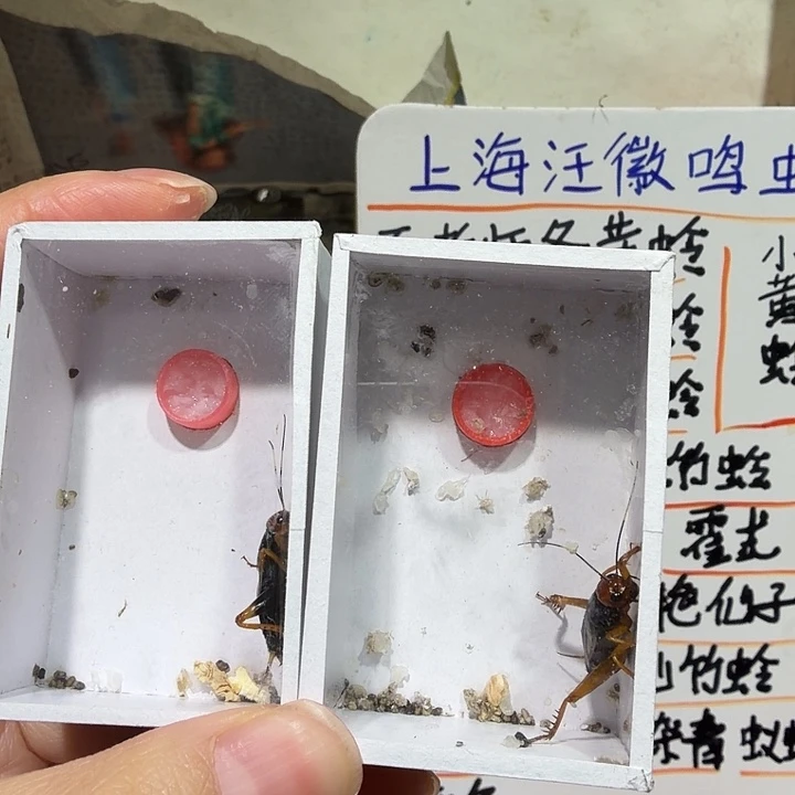 黑***长蟋蟀红牡丹两条包邮