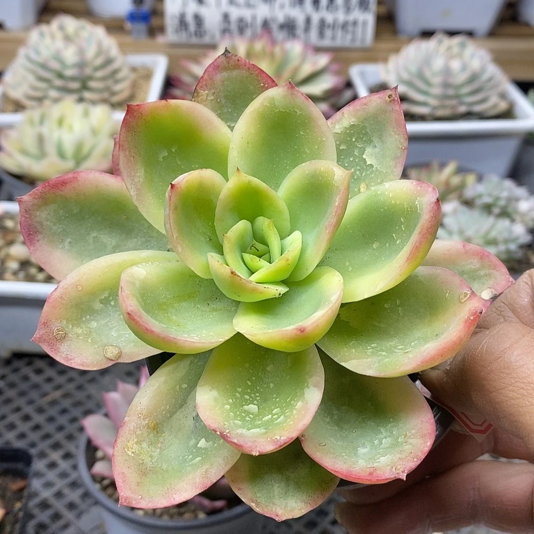 3056 金辉锦多肉