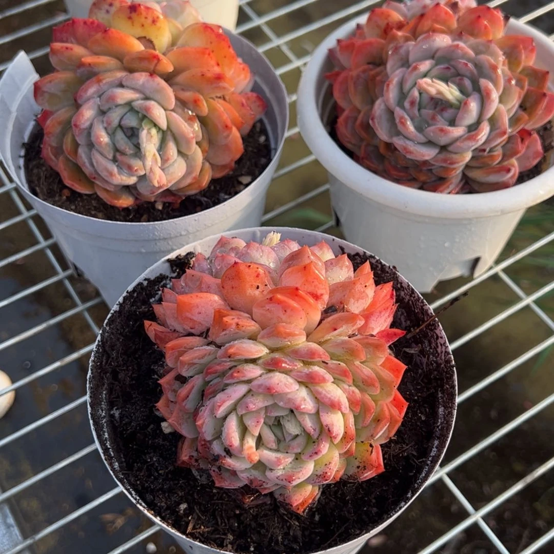 冰糖雪梨多肉植物