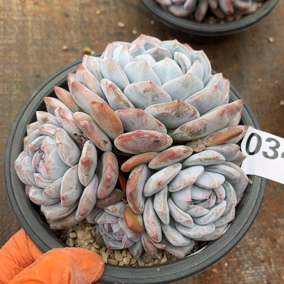 034号新疆西藏内蒙古不包邮