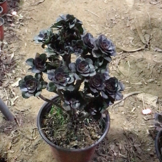 玫***唇灰圆叶小朵朵多肉29