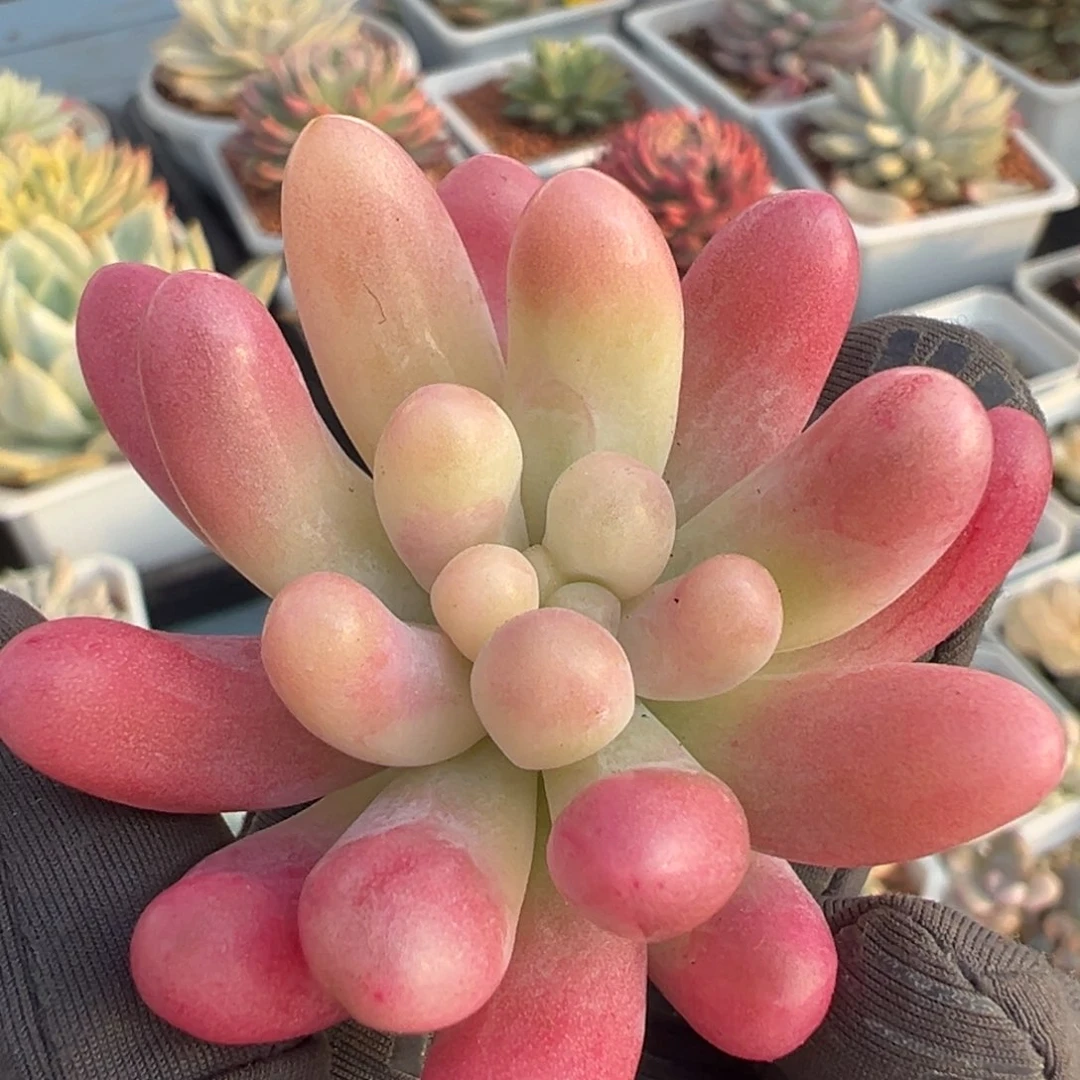 果冻乙女心锦，覆轮锦侧头无根