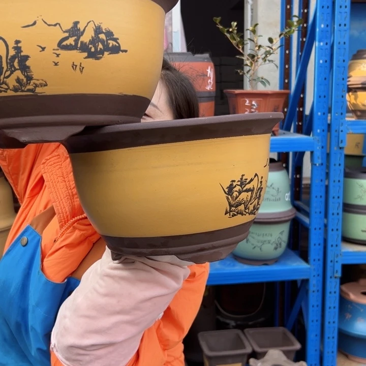 25+25黄三角金钟花盆花盆