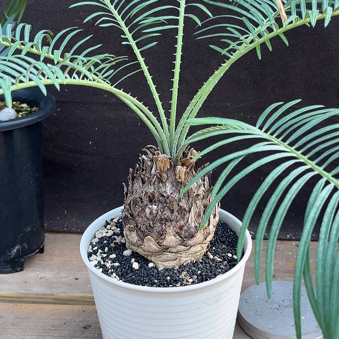 汤圆植物凯恩斯铁树