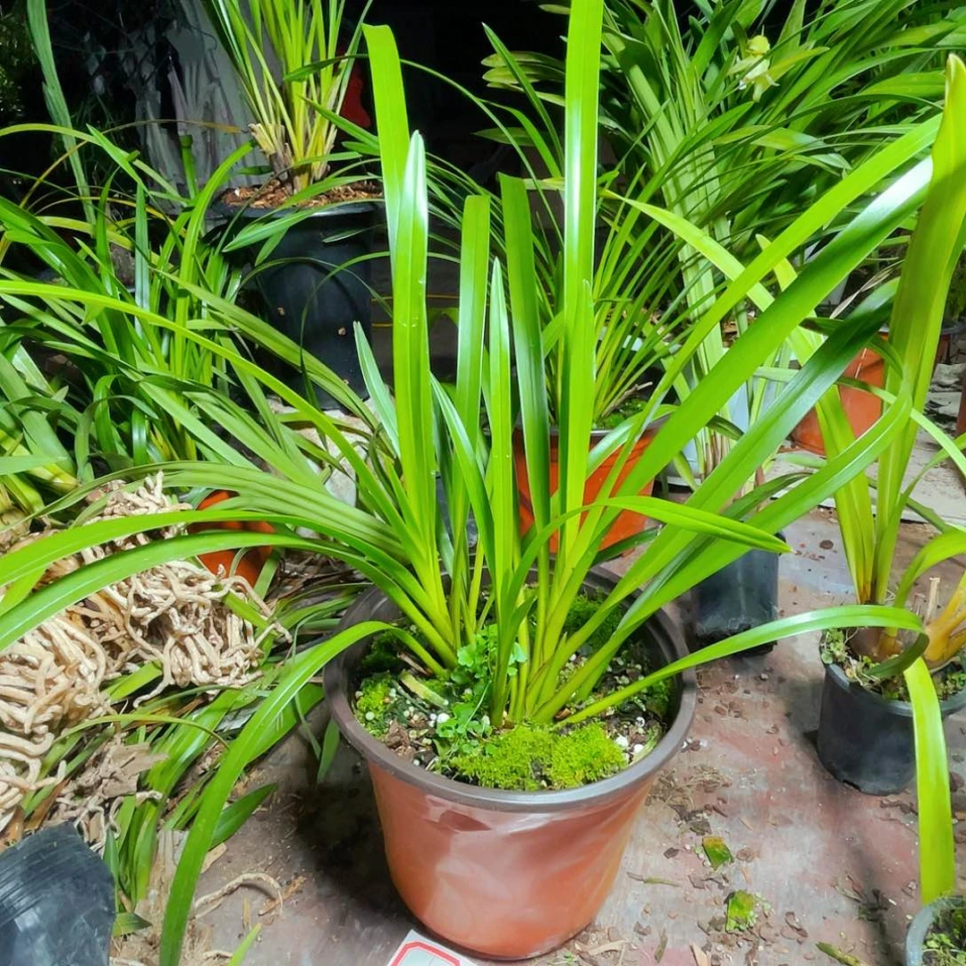 无花朵独占春秋！花开得灿烂时也