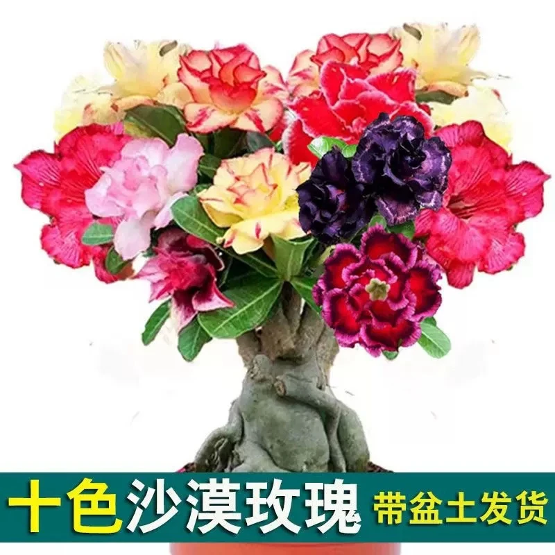十年重瓣沙漠玫瑰盆栽观花多肉植物老桩室内外绿植盆景四季开花