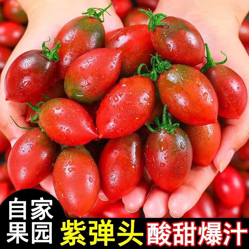 新鲜采摘紫弹头小番茄圣女果酸甜多汁的应季水果