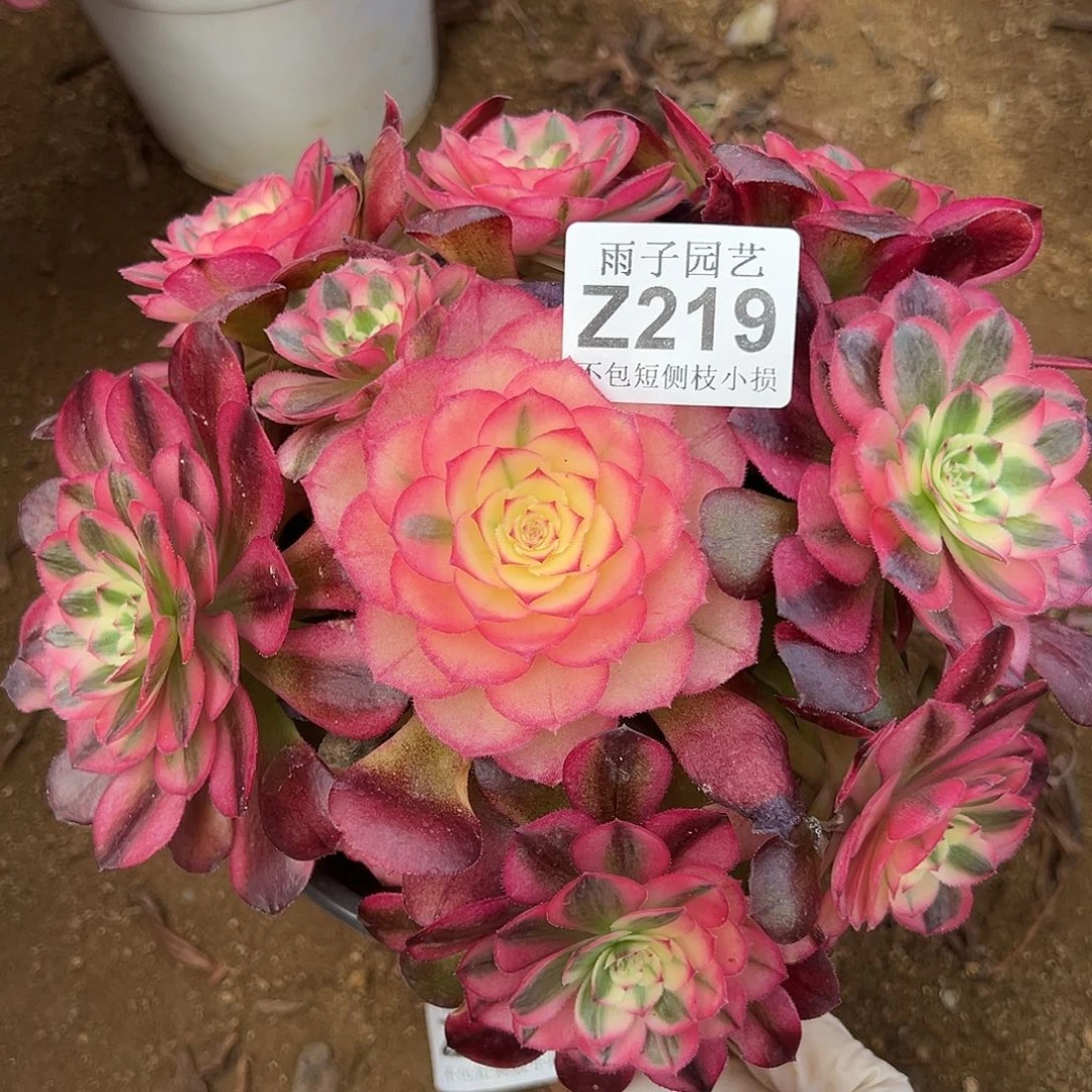 219荔枝尺寸18左右