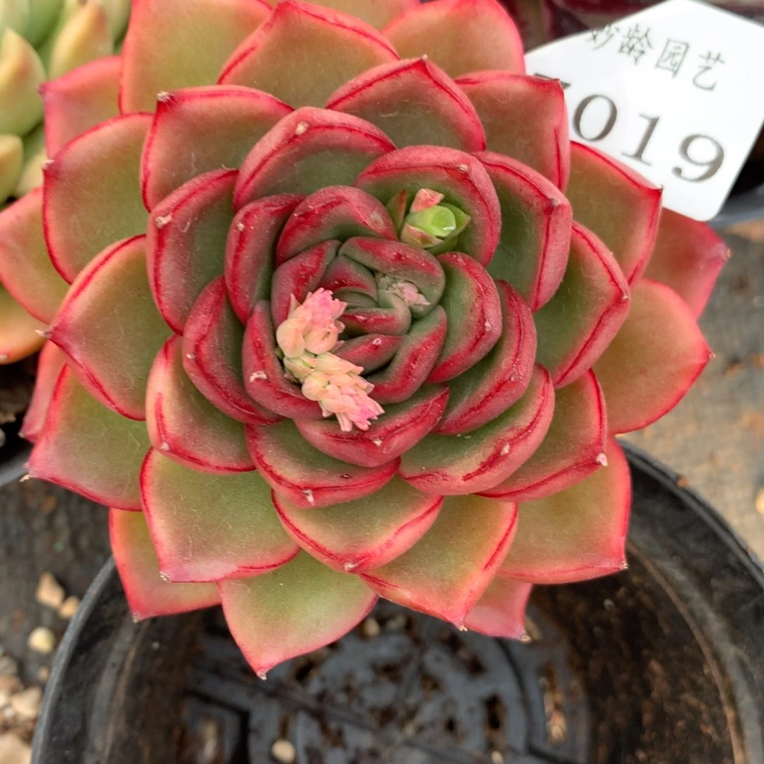 7019杂交多肉植物