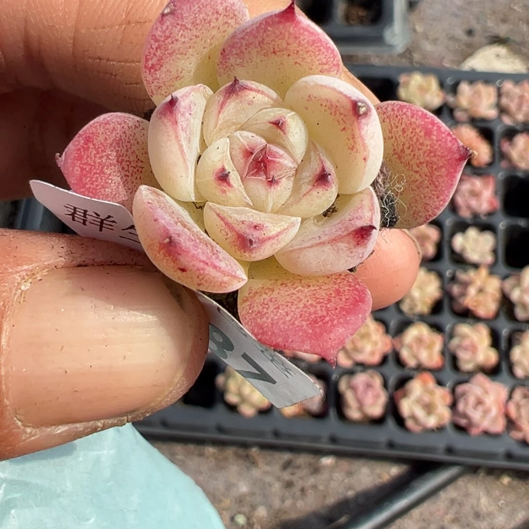 小卡拉米糖心一物一拍21-87