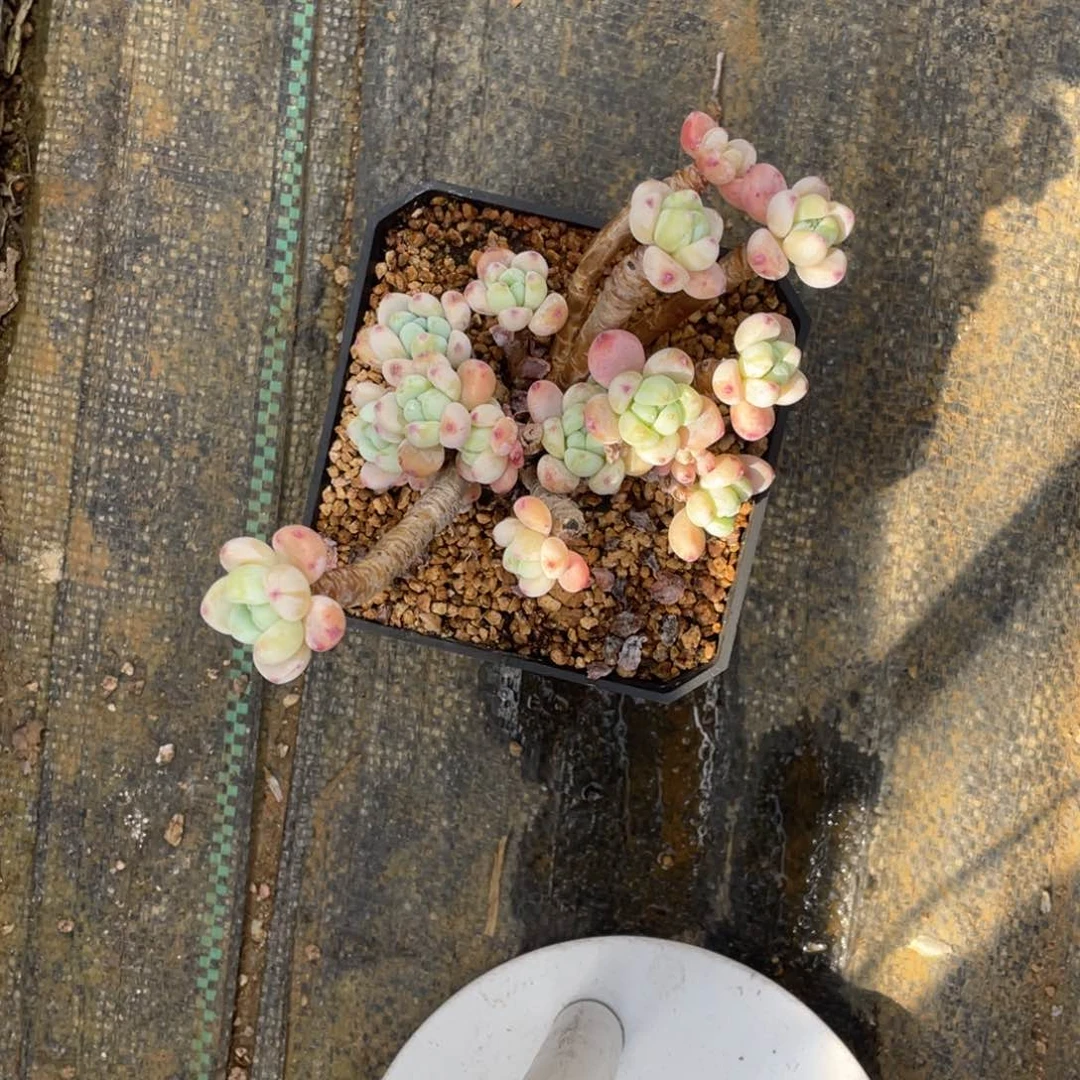 人****7多肉罗琦多肉植物