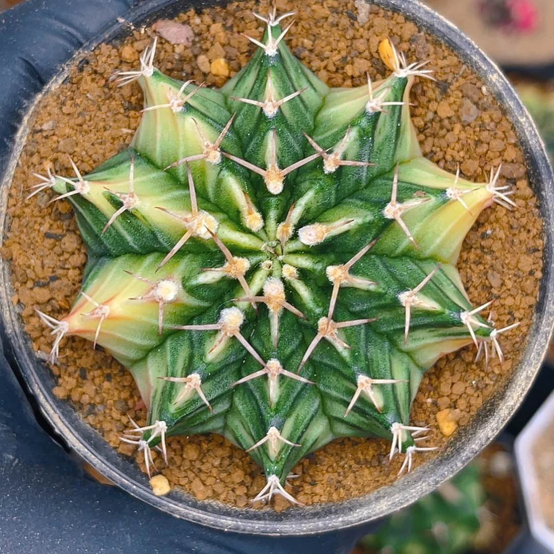 米哈洛维奇023 实生 肋骨锦6公分