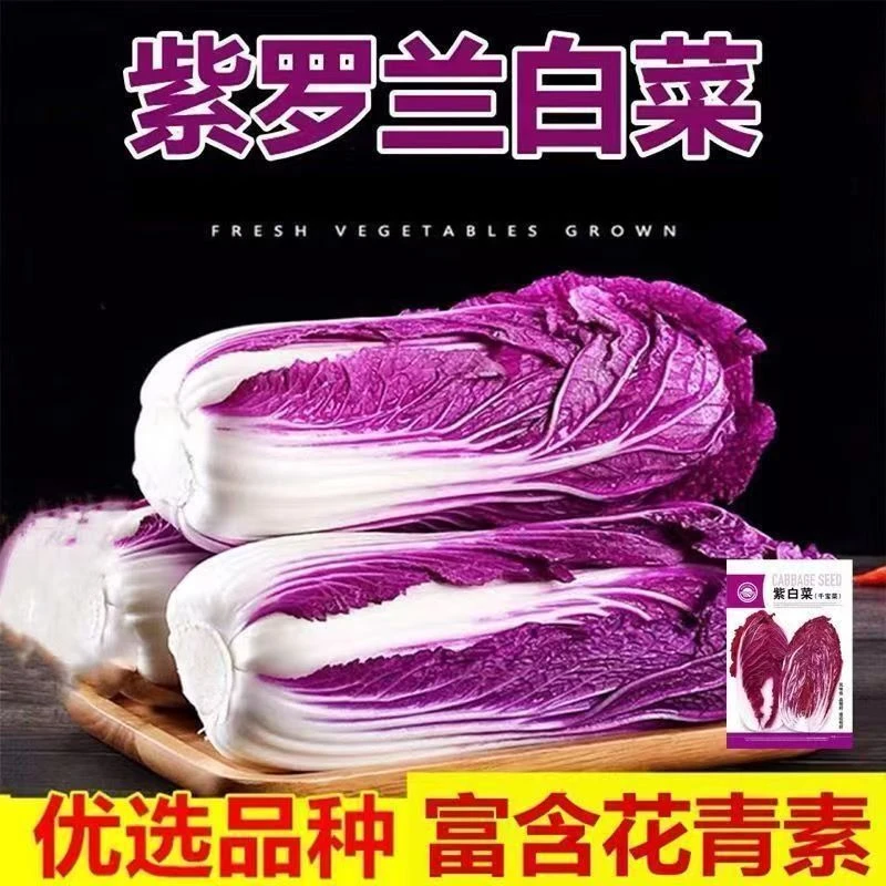 【紫美人白菜】1小院阳台盆栽耐寒抗冻蔬菜种子
